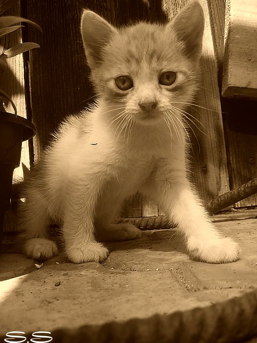 Cat