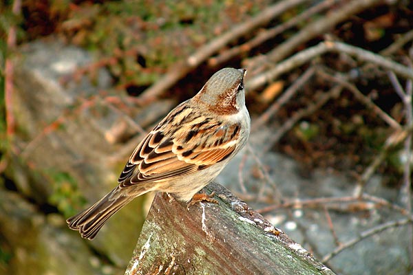 wróbelek