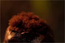 Lycoperdon