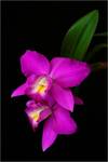 Panna Cattleya