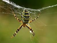 Argiope bruennichi