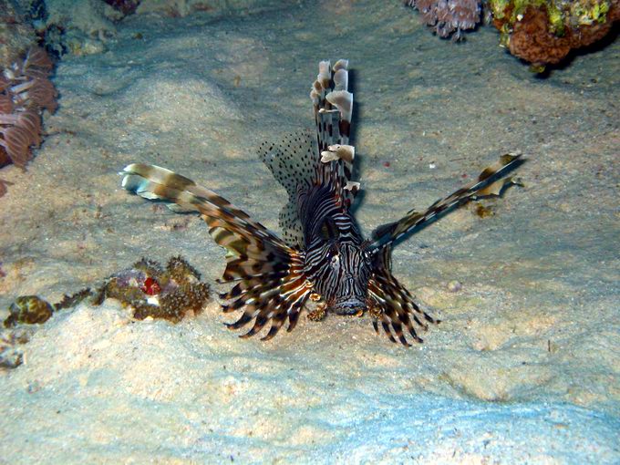 Lionfish