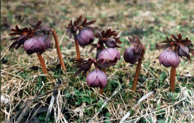 Helleborus purusascana