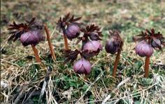 Helleborus purusascana