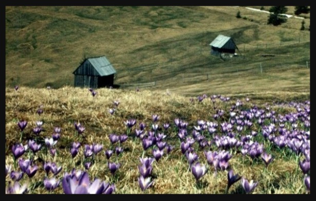 Karpaty rumuńskie