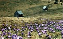 Karpaty rumuńskie