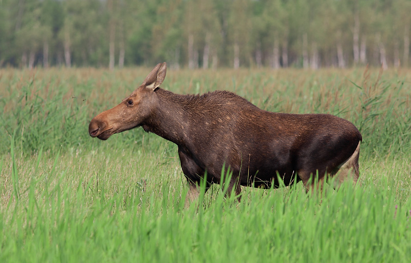 Klępa