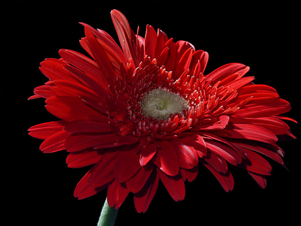 Gerbera