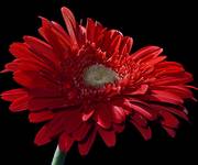 Gerbera