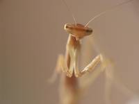 Tenodera aridifolia sinensis