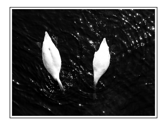 Swans..