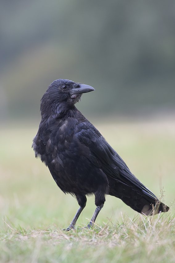 Corvus corax