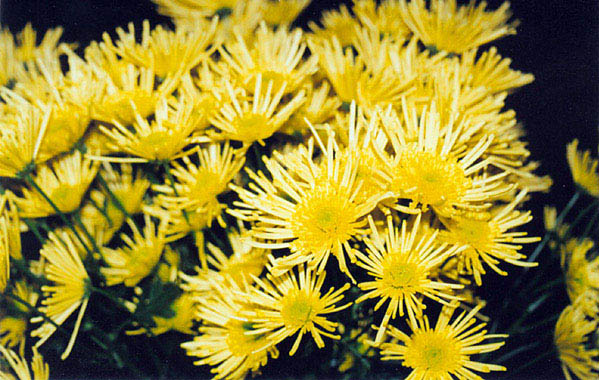 Yellow flowers