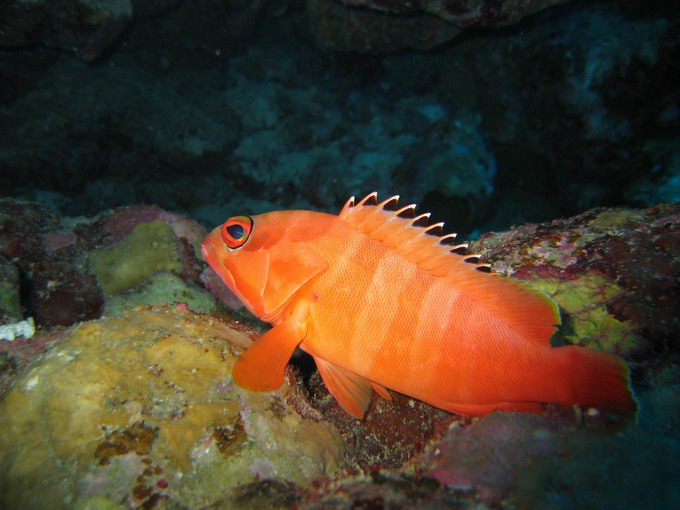 Whiteedged soldierfish