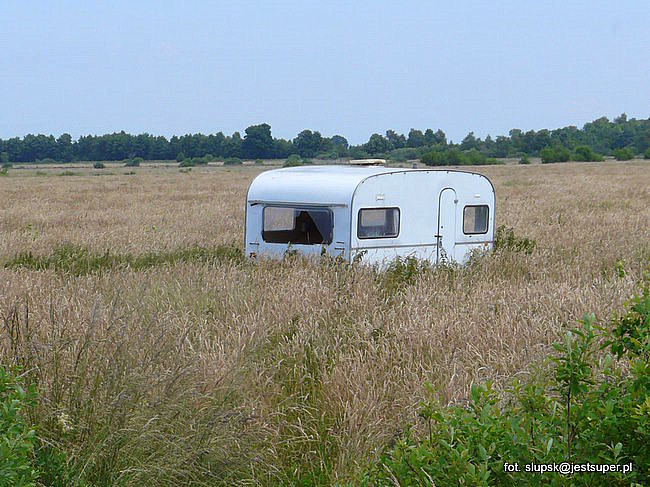 Buszujący w zbożu