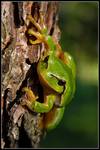 Hyla arborea