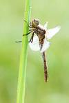 Sympetrum