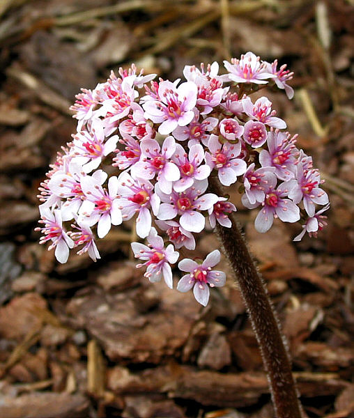 Tarczownica  (Darmera peltatum)