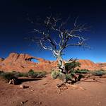 Desert Tree..