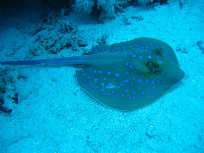 Bluespotted Stingray