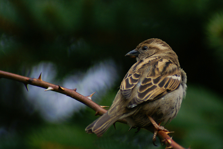 Passer montanus