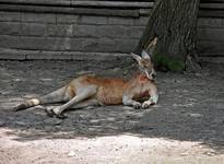 Wyprawa do lódzkiego zoo