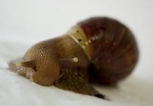 Achatina fulica