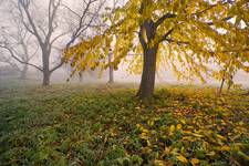 Fall garden