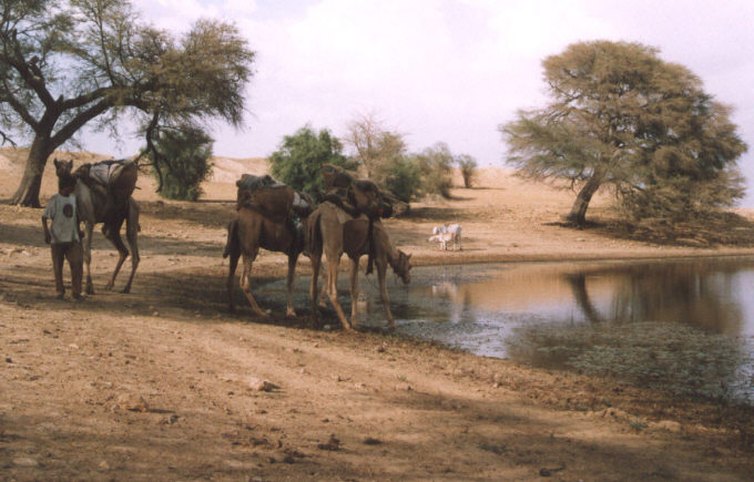 Pustynna sepia