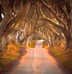 DARK HEDGES