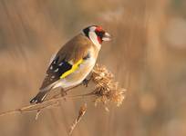 Szczygieł (Carduelis carduelis)