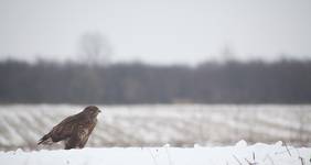 Myszołów (Buteo Buteo)