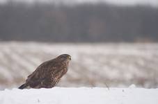 Myszołów (Buteo Buteo)