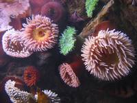 sea anemone in aquarium