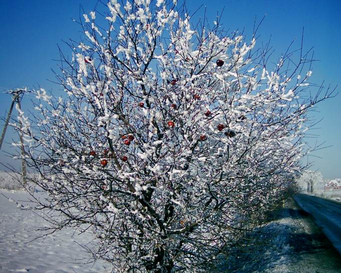 Mrożona jabłoń