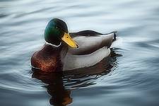 duck