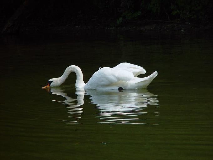 Łabądź