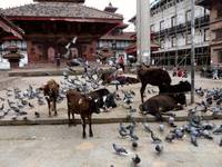 katmandu square