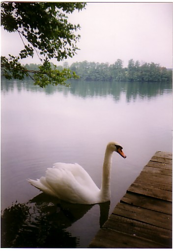 łabądź