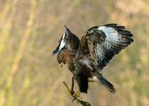 Buteo buteo