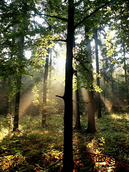 Magia promyków