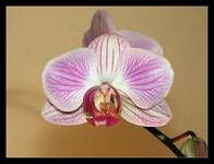 Orchidea