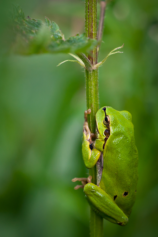 Alpinistka