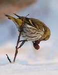 carduelis spinus