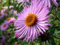 Aster nowoangielski (Aster novae-angliae)