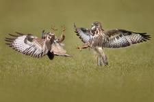 Myszołów zwyczajny, Common Buzzard (Buteo buteo)