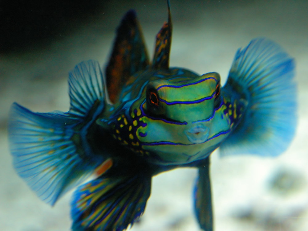 Synchiropus splendidus