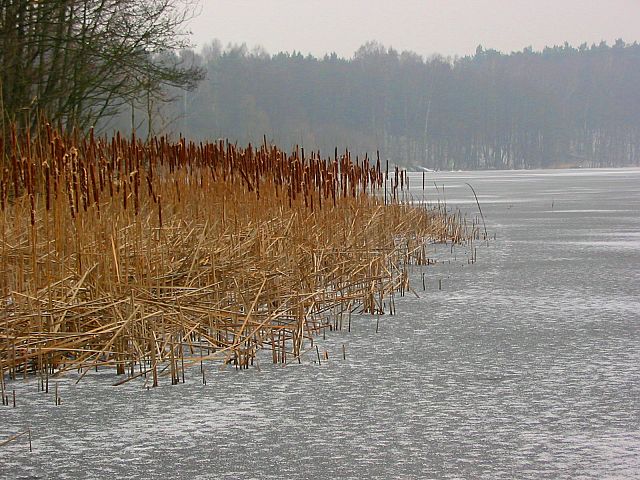 dziewczyny lubią brąz