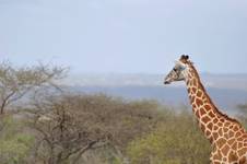 Tsavo, Kenia