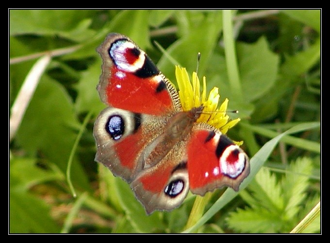 Jeszcze jeden motyl